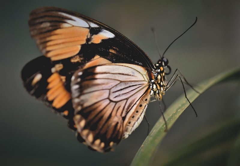 Butterfly Effect Solutions